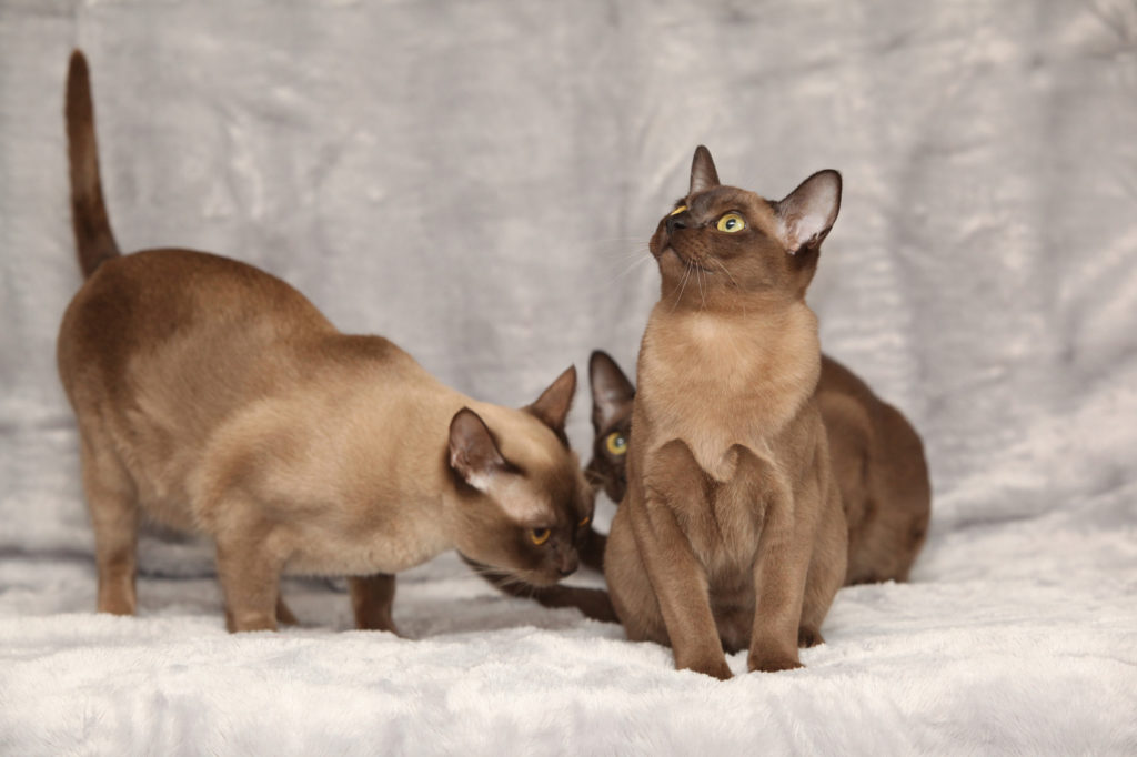 adoption burmese