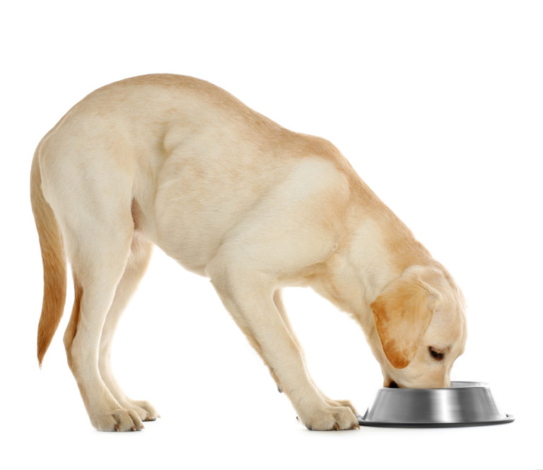 labrador qui mange des croquettes