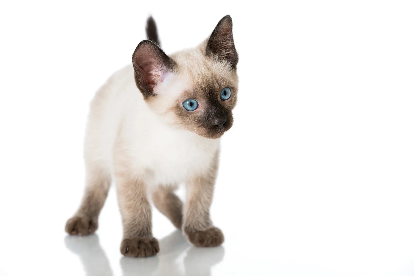 chaton Siamois