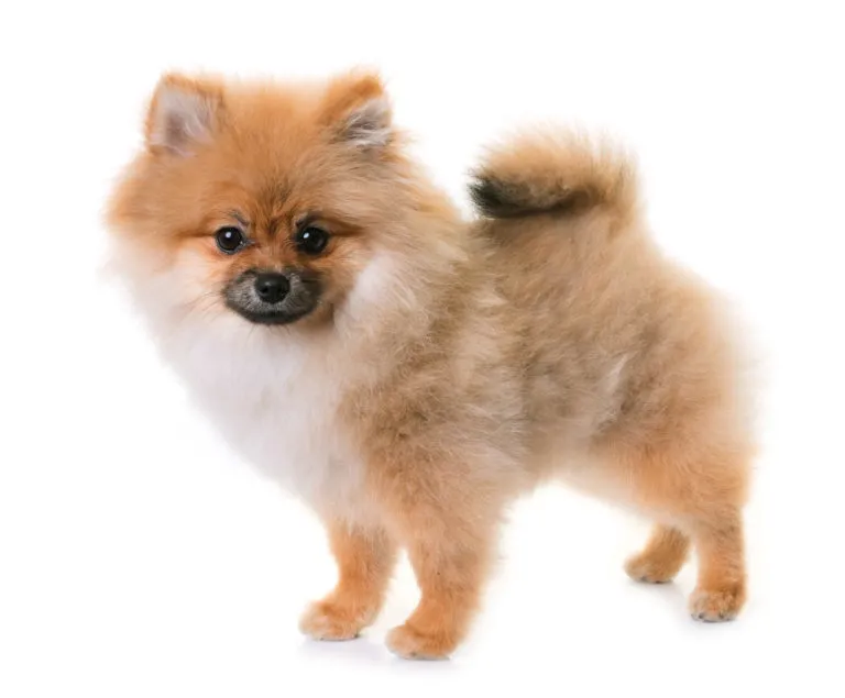 spitz nain spitz nain