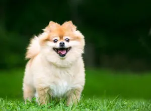 Spitz nain Spitz nain