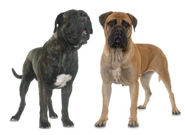 Bullmastiff Bullmastiff