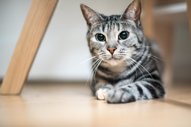 chat européen