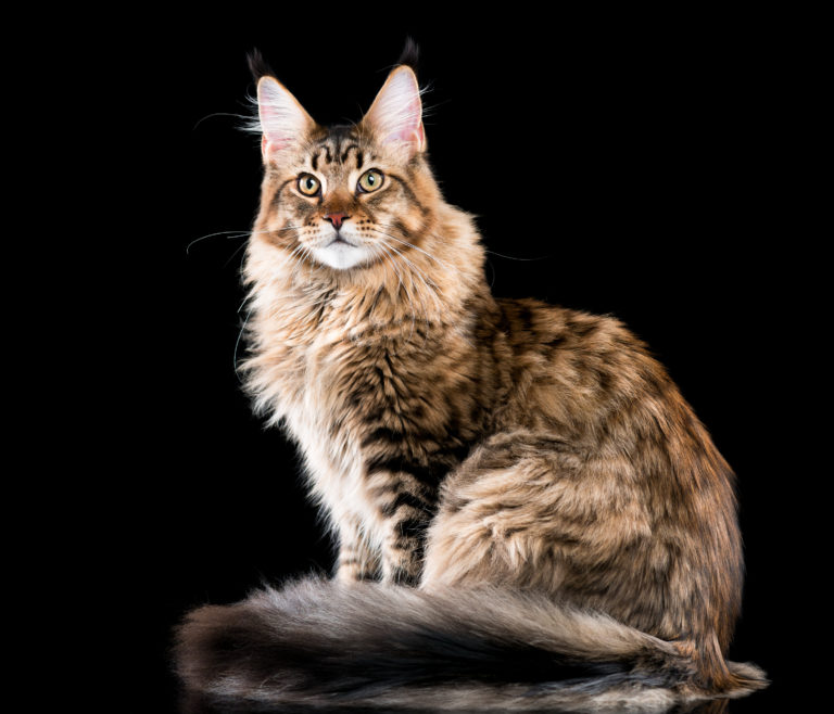 Gato de la raza maine coon