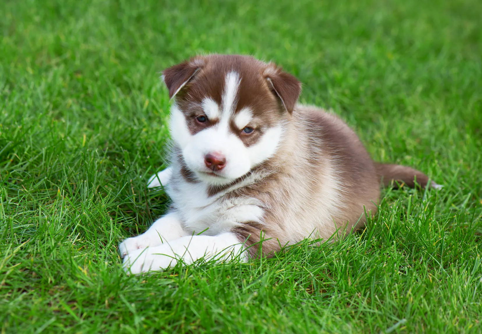 chiot Husky Sibérien chiot Husky Sibérien