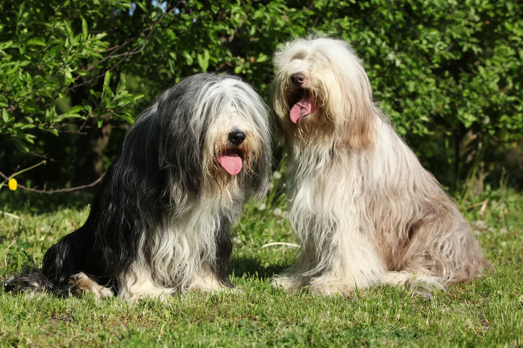 Bearded Collie dans l’herbe Bearded Collie dans l'herbe