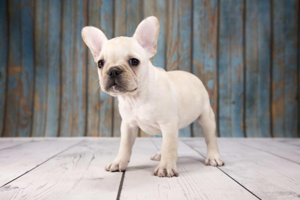 Bouledogue Francais Caracteristiques Histoire Sante Magazine Zooplus