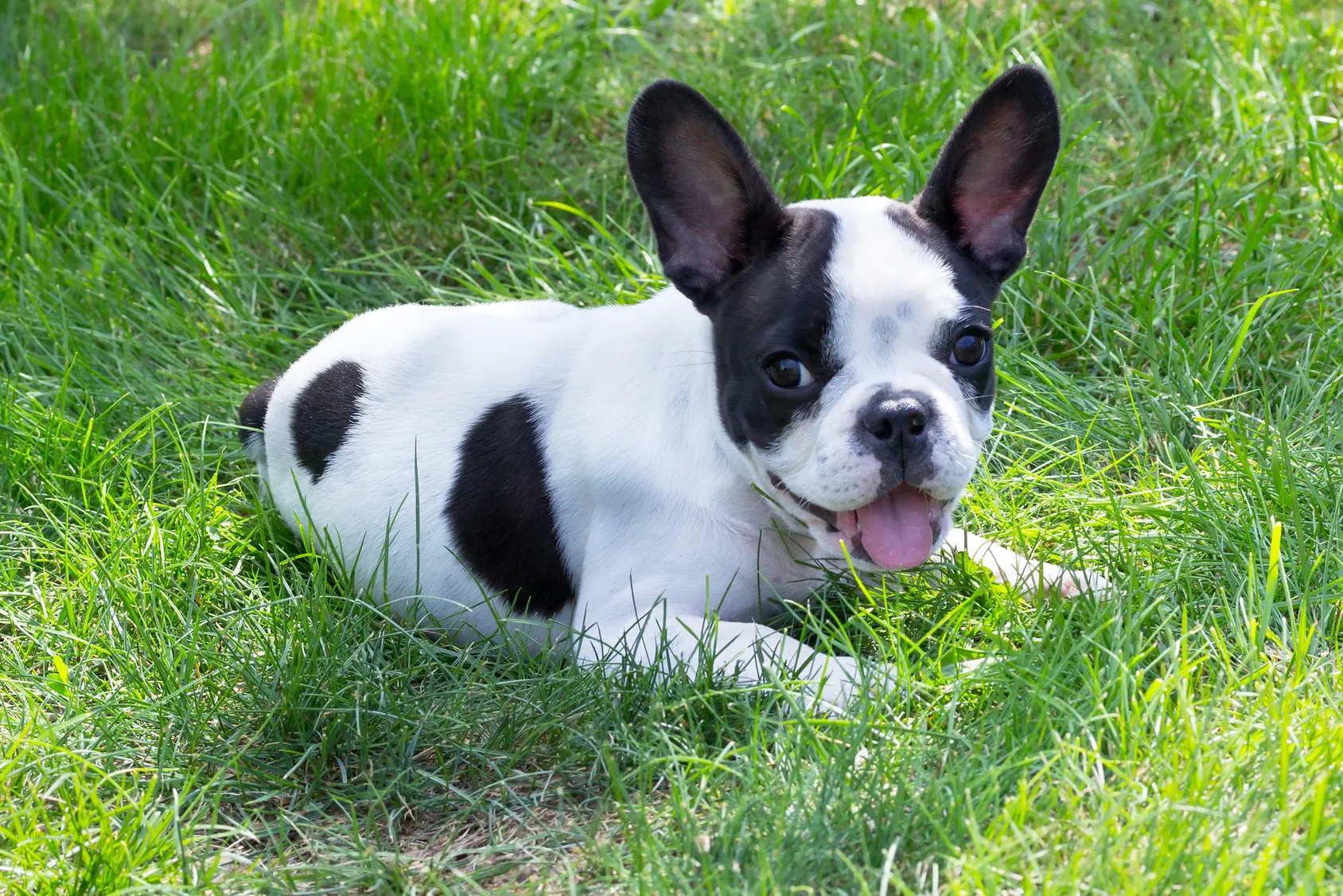 French Bulldog French Bulldog