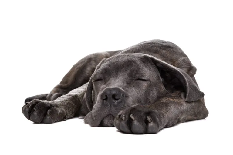 cane corso cane corso