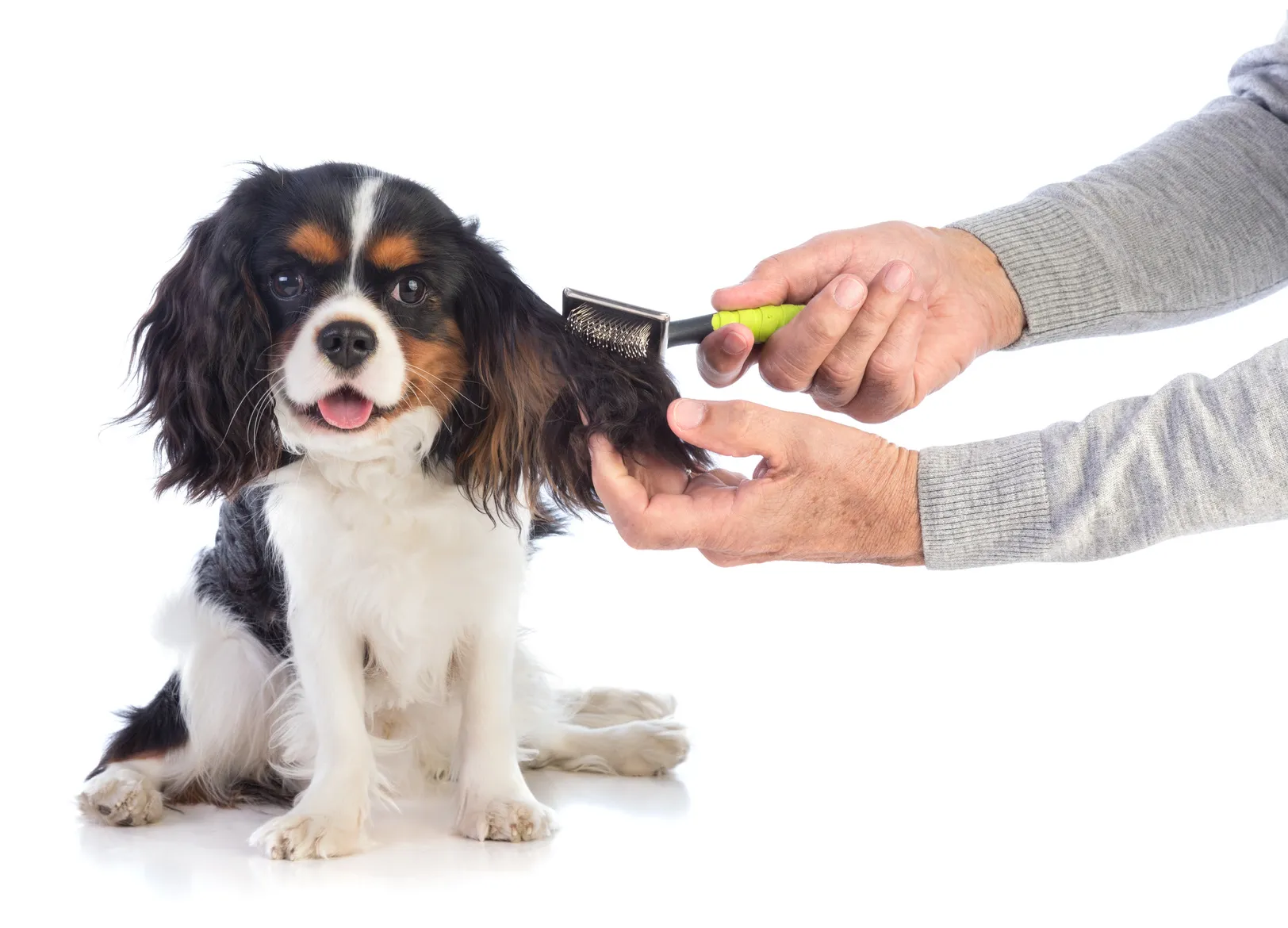 Cavalier king Charles spaniel Cavalier king Charles spaniel tricolore