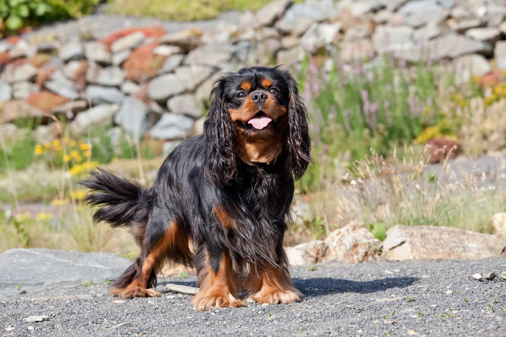 Cavalier King Charles spaniel Cavalier King Charles spaniel bicolore noir et feu
