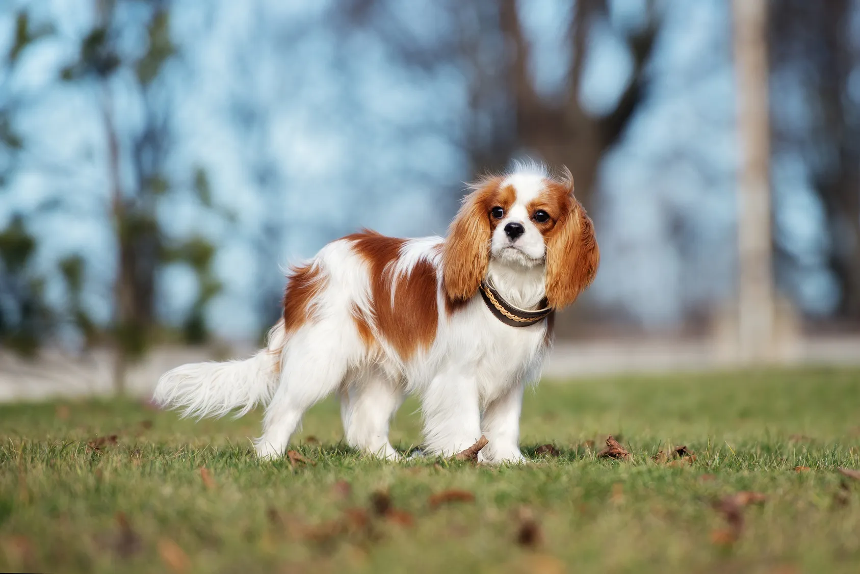 chiot cavalier king charles spaniel chiot cavalier king charles spaniel blenhiem