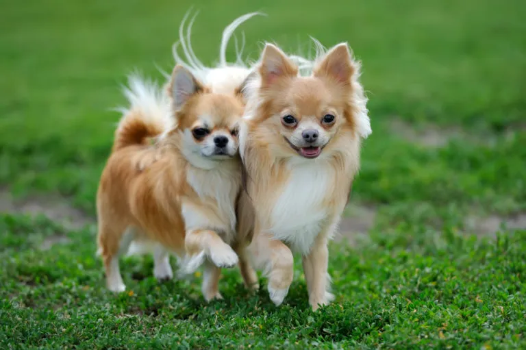 chihuahua chihuahua