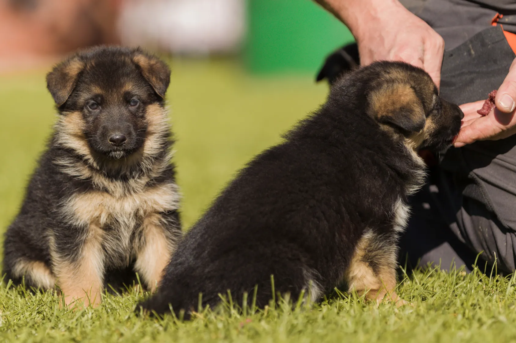 Chiot berger allemand Chiot berger allemand