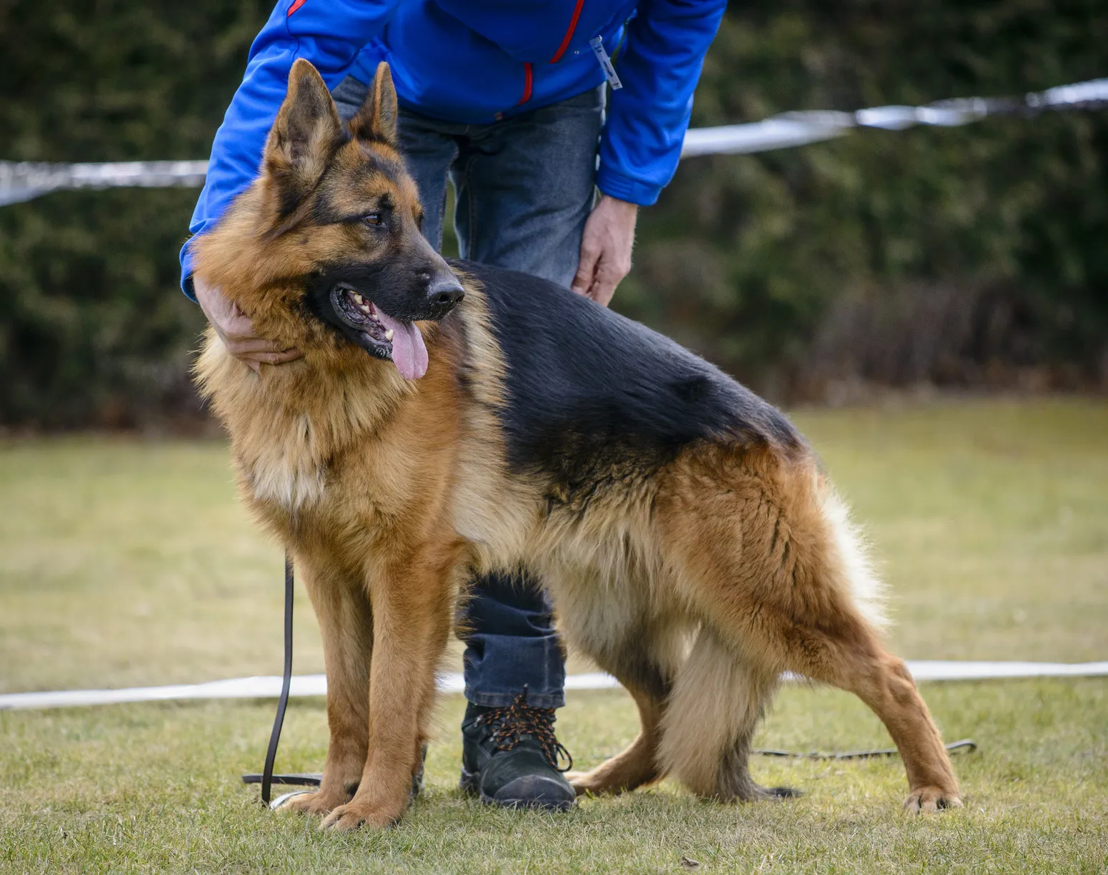 Berger allemand Berger allemand