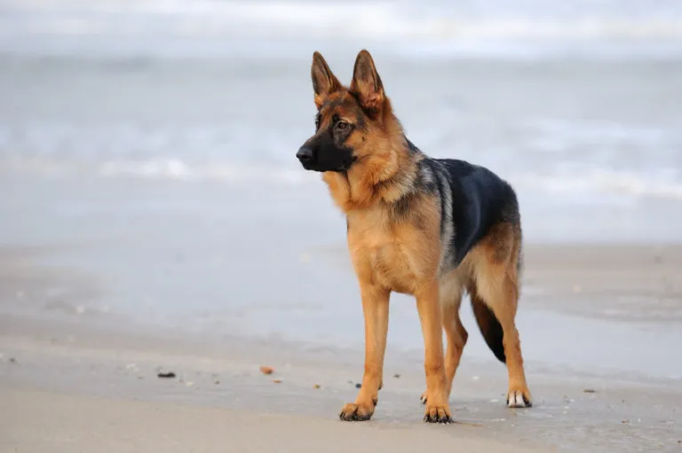 Un chien policier au bord de la mer Un Berger allemand sur le rivage