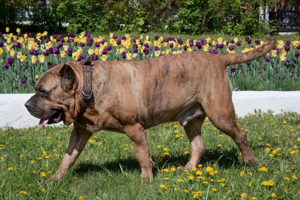 Dogue des Canaries