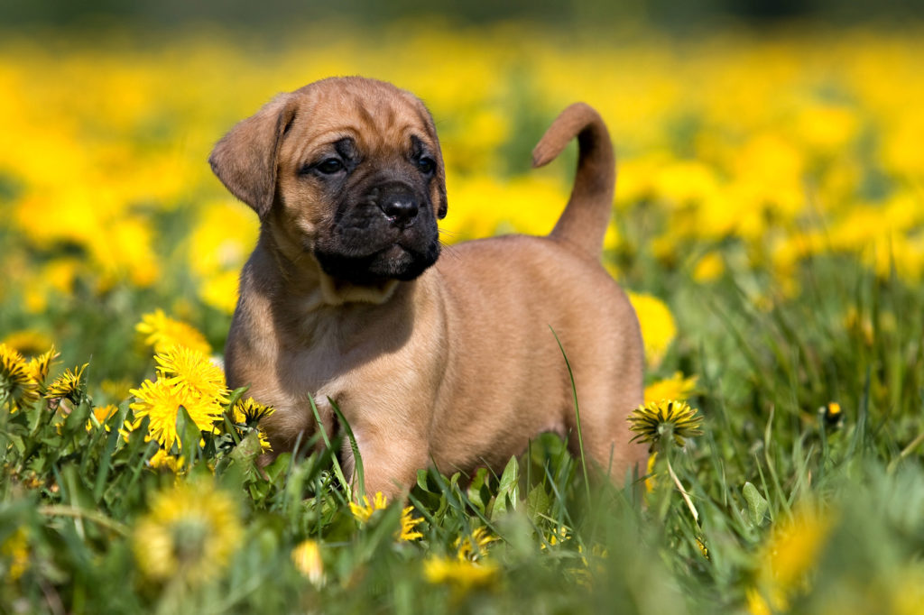 chiot Dogue des Canaries chiot Dogue des Canaries
