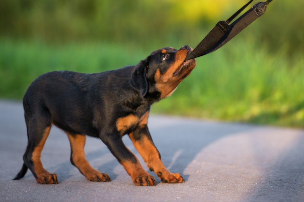chiot rottweiler Chiot Rottweiler qui joue en extérieur