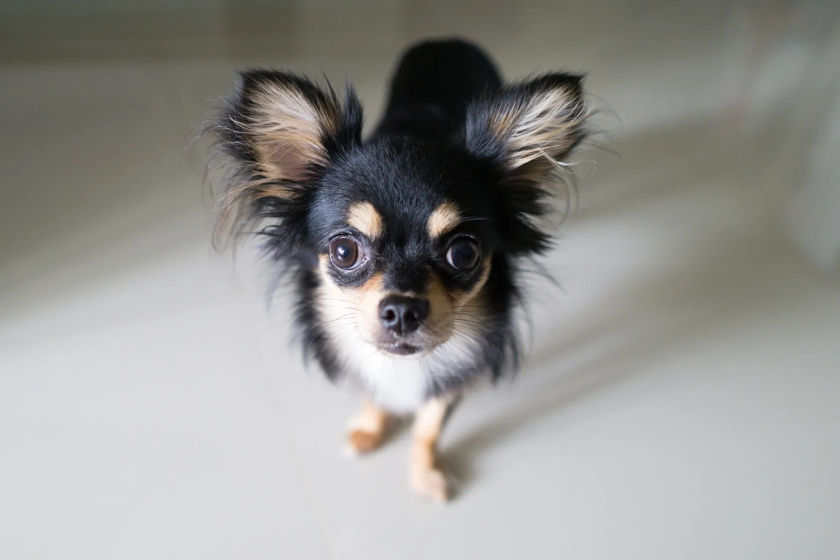 Chihuahua noir Chihuahua noir