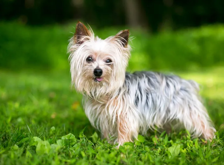 Yorkshire Terrier på græs Yorkshire Terrier på græs