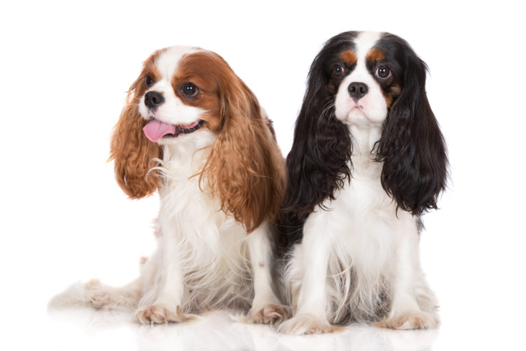 cavalier king charles spaniel tricolore et blenheim