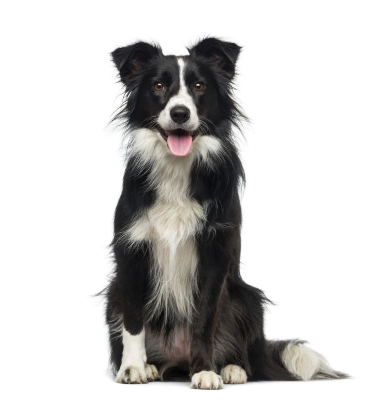 Pies rasy Border Collie