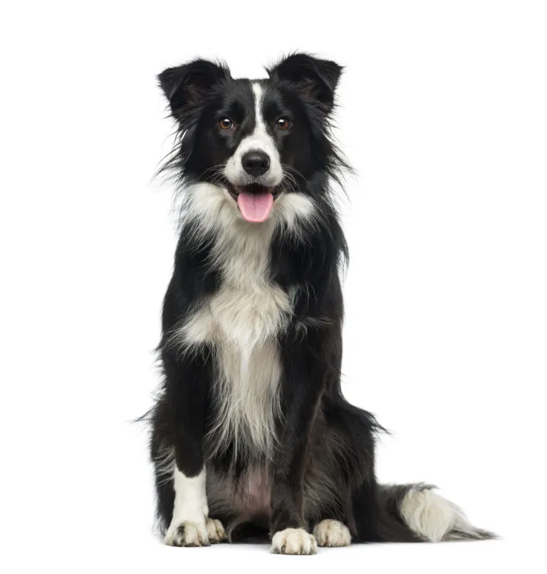 Border Collie Pies rasy Border Collie
