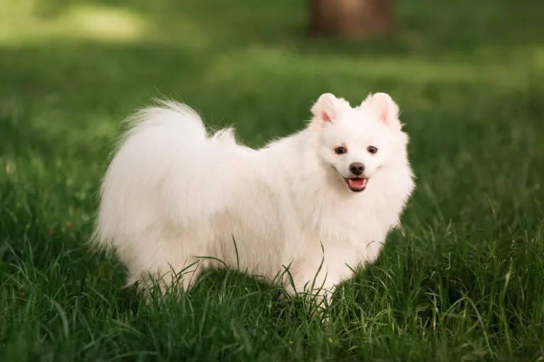 spitz japonais spitz japonais