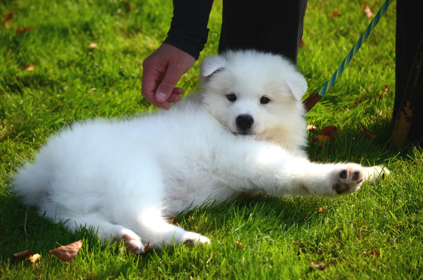 spitz japonais spitz japonais