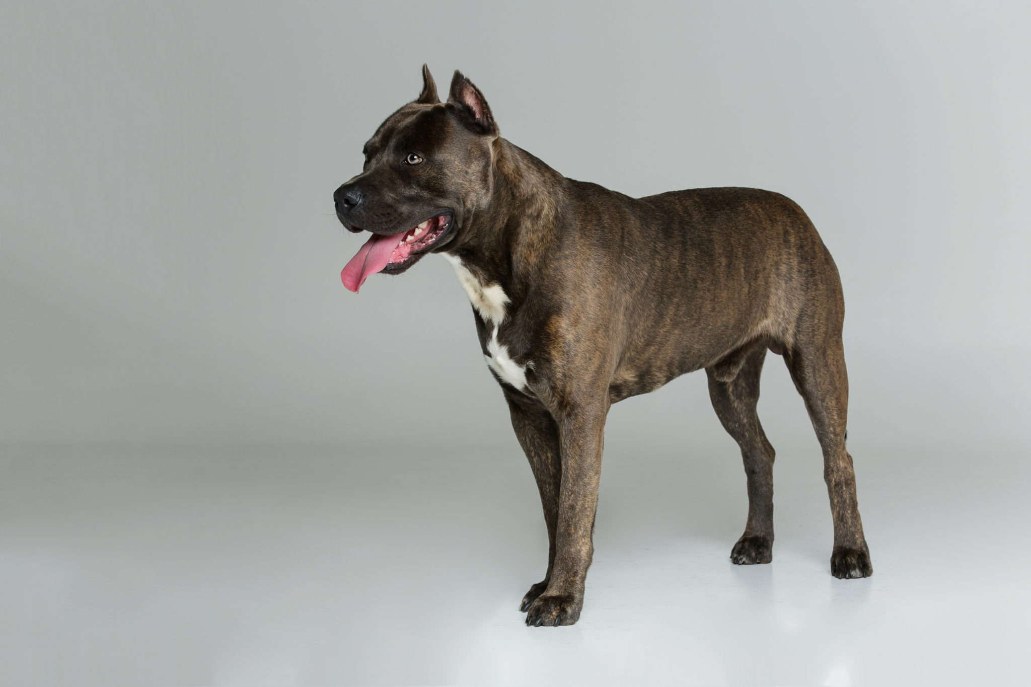 American Staffordshire Terrier Caractere Education Sante Magazine Zooplus