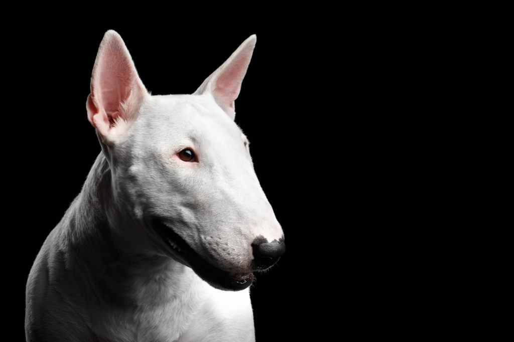 Bull Terrier blanc