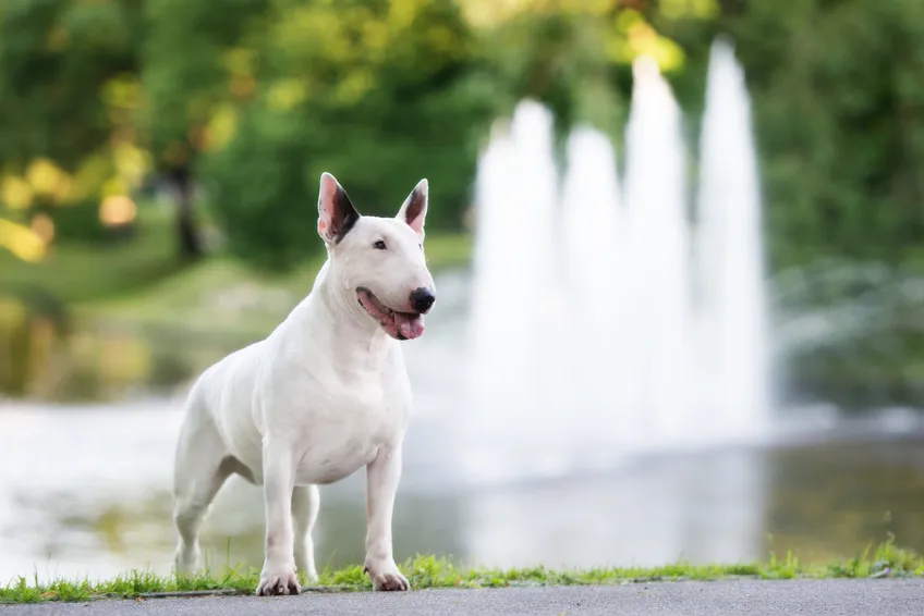 Bull terrier Bull terrier