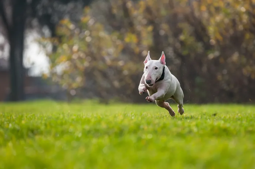 Bull terrier Bull terrier