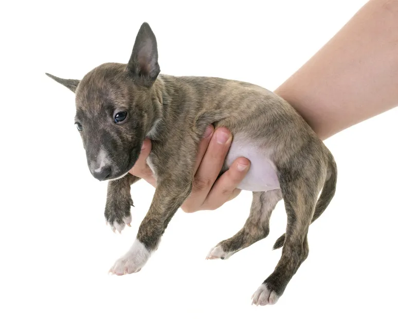 Mini bull terrier Mini bull terrier