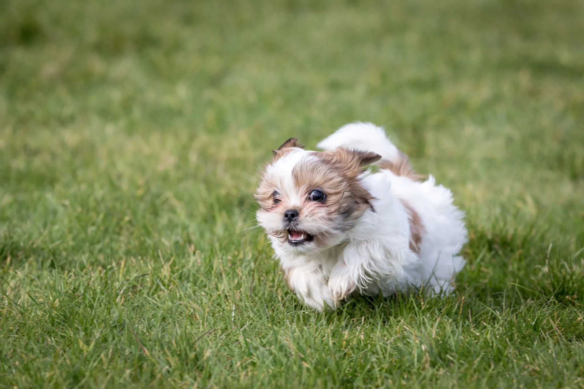 chiot Shih tzu chiot Shih tzu