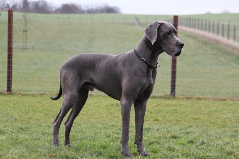 Dogue allemand