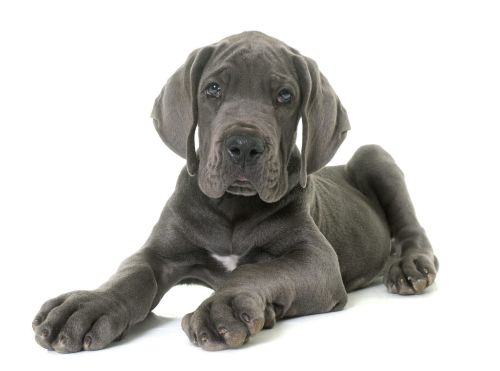 Chiot dogue allemand noir chiot dogue allemand