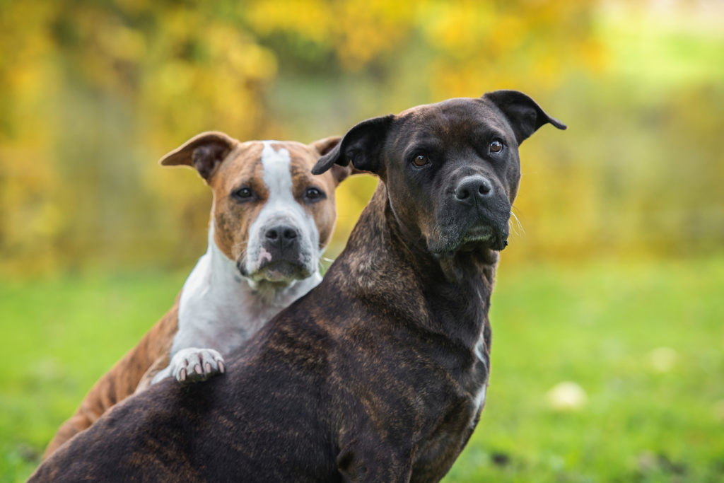 Deux American staffordshire terrier de robes différentes