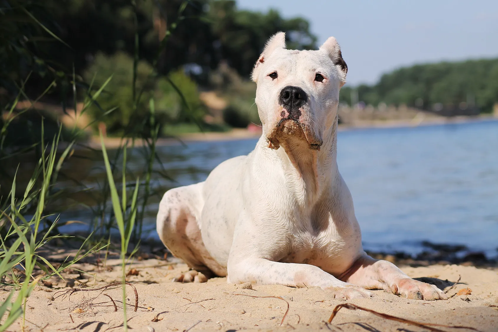 dogue argentin dogue argentin