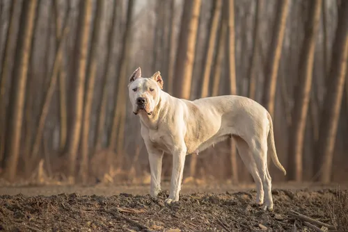 dogue argentin dogue argentin