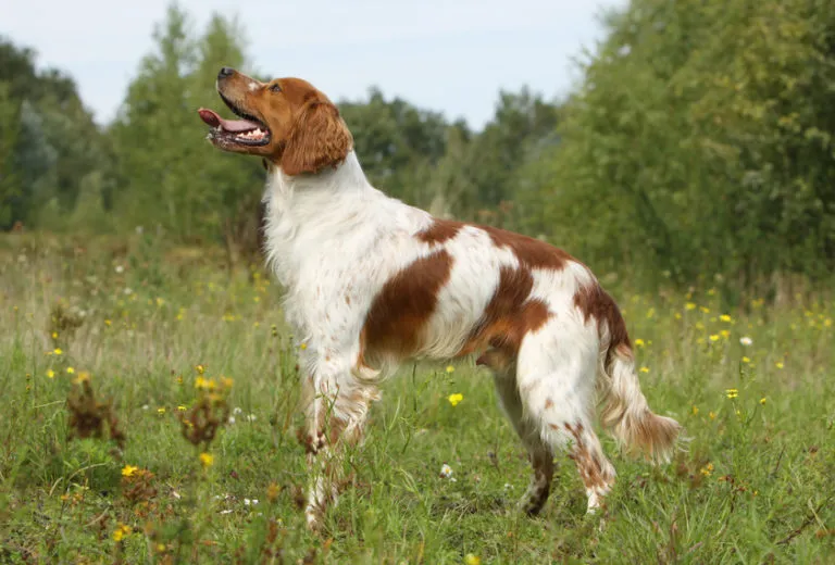 épagneul breton marron et blanc épagneul breton