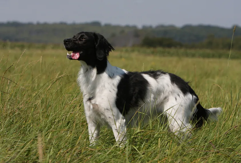épagneul breton noir et blanc épagneul breton