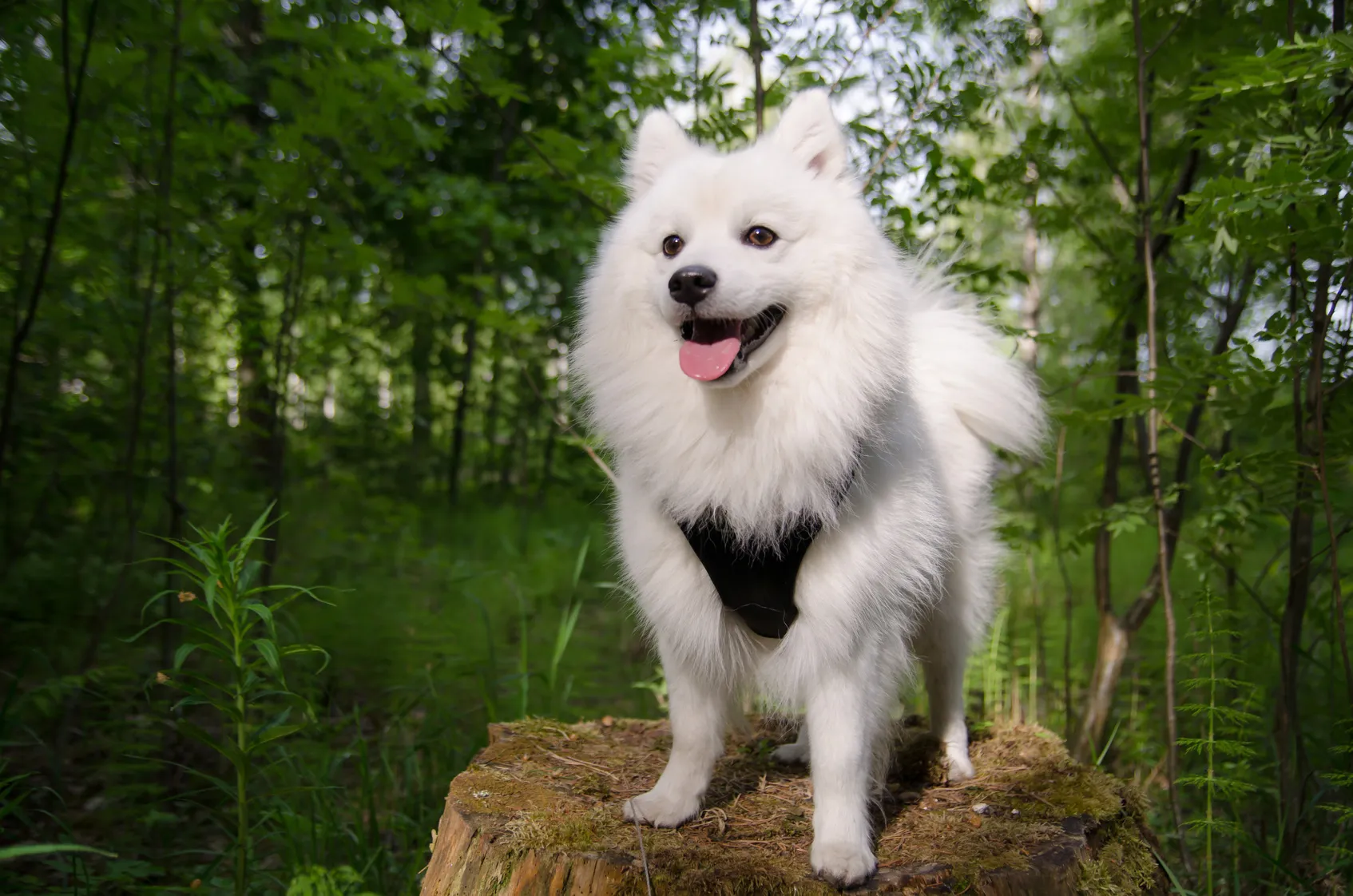spitz japonais spitz japonais