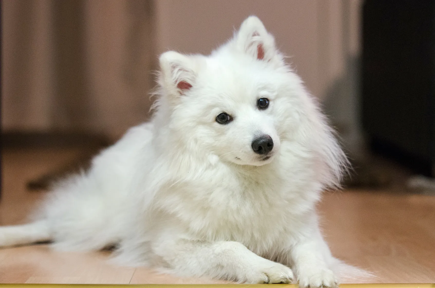 spitz japonais spitz japonais