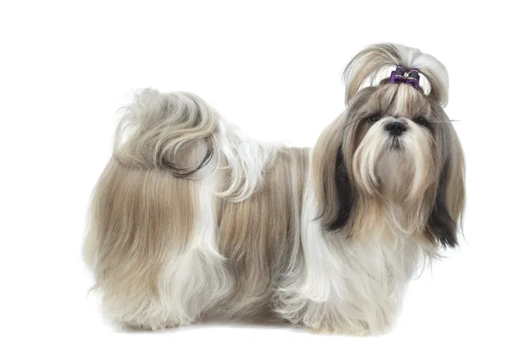 Shih Tzu Shih Tzu