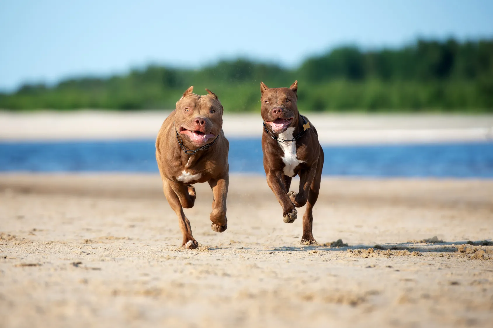 american pitbull terrier