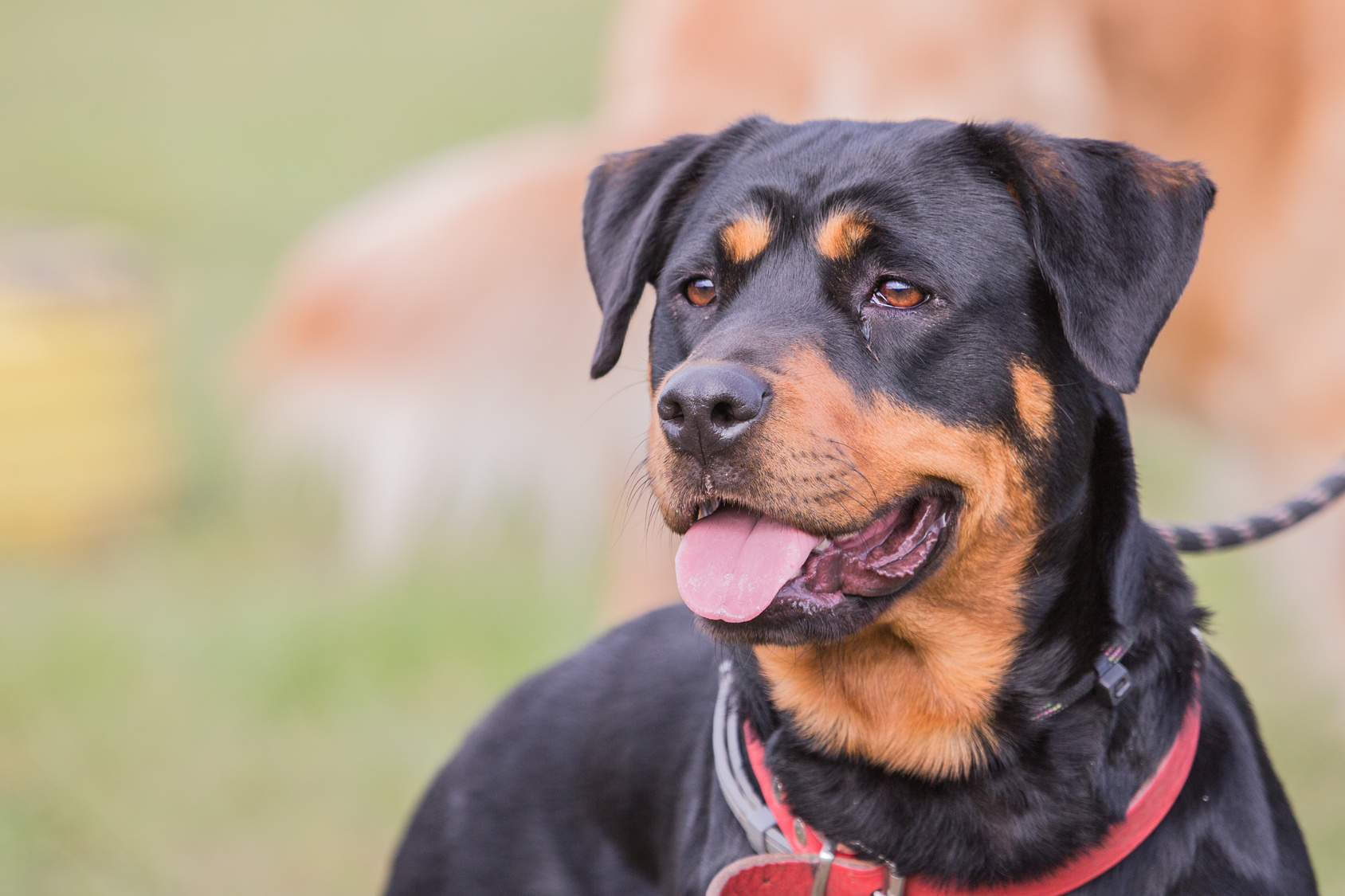 Beauceron Caracteristiques Histoire Sante Magazine Zooplus Suisse