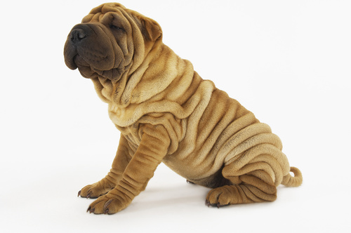 manteau pour shar pei