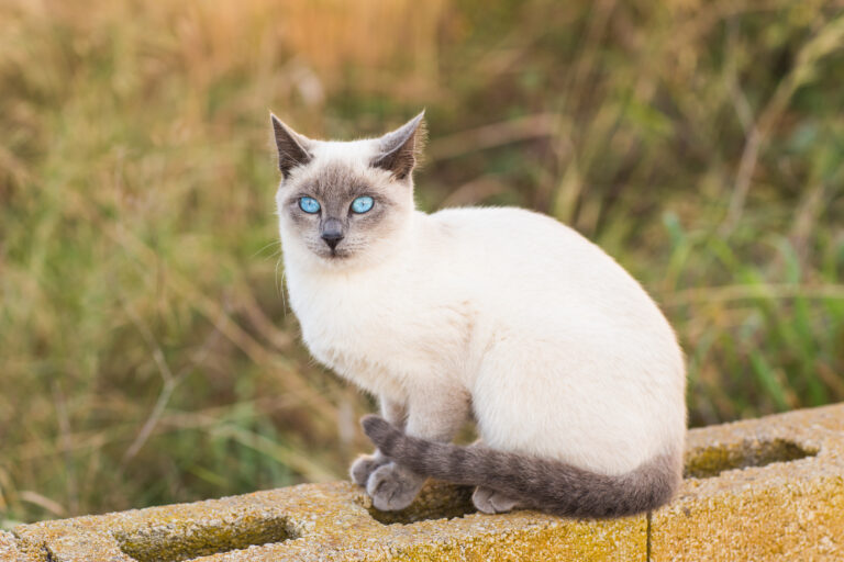 chat siamois sur un mur